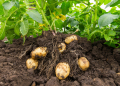 Close up of potato plant and potatoes in soil