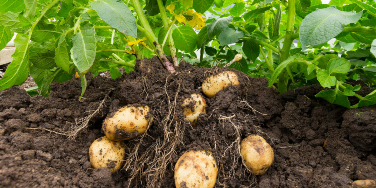 Close up of potato plant and potatoes in soil