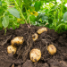 Close up of potato plant and potatoes in soil