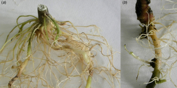 Cold spring increases Rhizoctonia threat for British potato crop