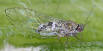 Pest monitoring tools