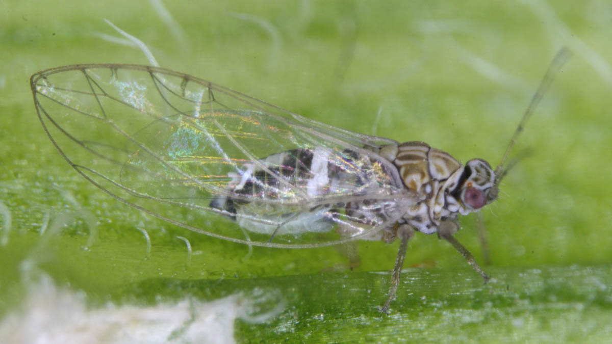 Pest monitoring tools