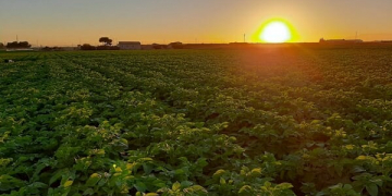 Threefold fall in Estonian potato cultivation in past 10 years