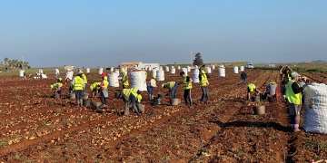 Primeur potato from Andalusia take over from the storage potatoes