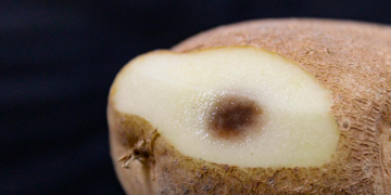 Colruyt Group: detect shock under the skin