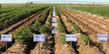 PVY research protects seed, prepares growers