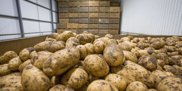 Weight loss & compression damage in potato stores
