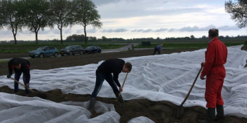 Alternatives to virus prevention in starting material seed potatoes