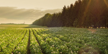 Potato acreage in Flanders is taking a significant dip