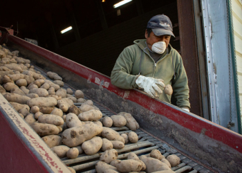 US-Mexico potato