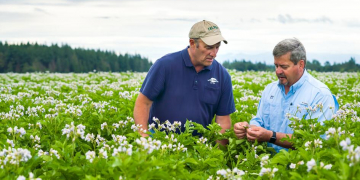 5 steps to distinguish abiotic vs. biotic problems in potatoes