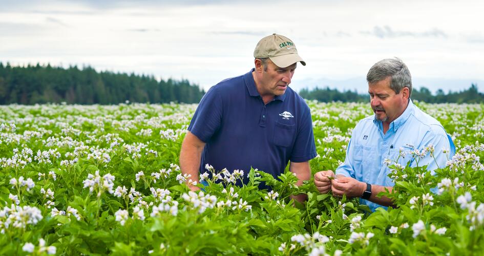 5 steps to distinguish abiotic vs. biotic problems in potatoes