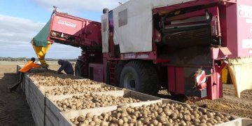 Seed potato industry recovers on Kangaroo Island