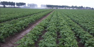 Potato loses ground in Cordoba