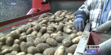 USDA: Potato demand could see ‘burst’ as pandemic wanes