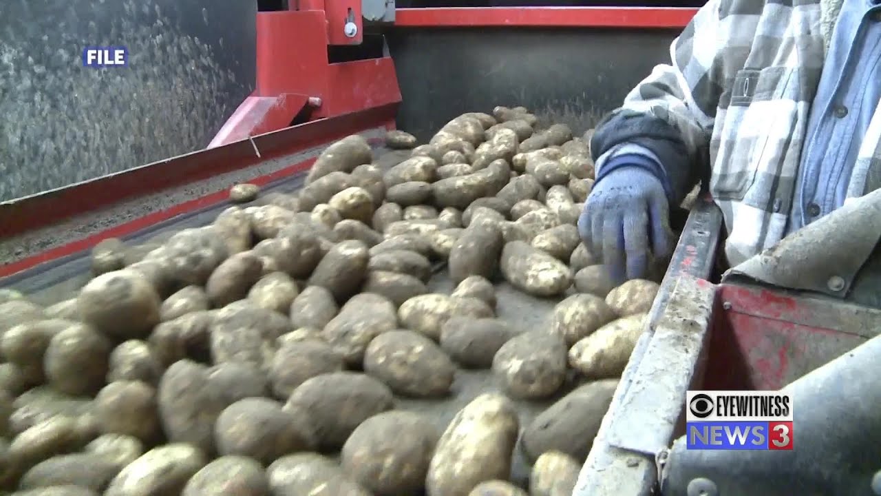 USDA: la domanda di patate potrebbe "esplodere" mentre la pandemia diminuirà