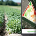 Agro-app FieldScout