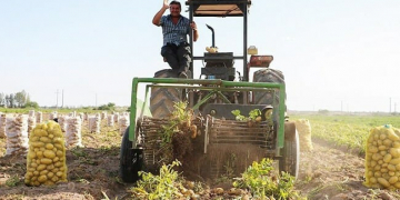Iran: annual export of potato rises 83%