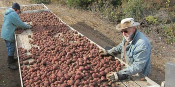 Potatoes need patience