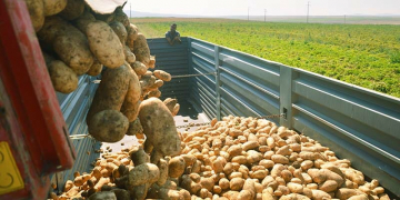 Afghanistan produces over 855,000 tons potatoes last year: gov’t