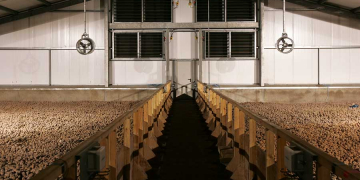 Flevoland arable farmer organizes Pieperquiz