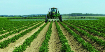 Herbicide timing is key for effective weed control in potatoes