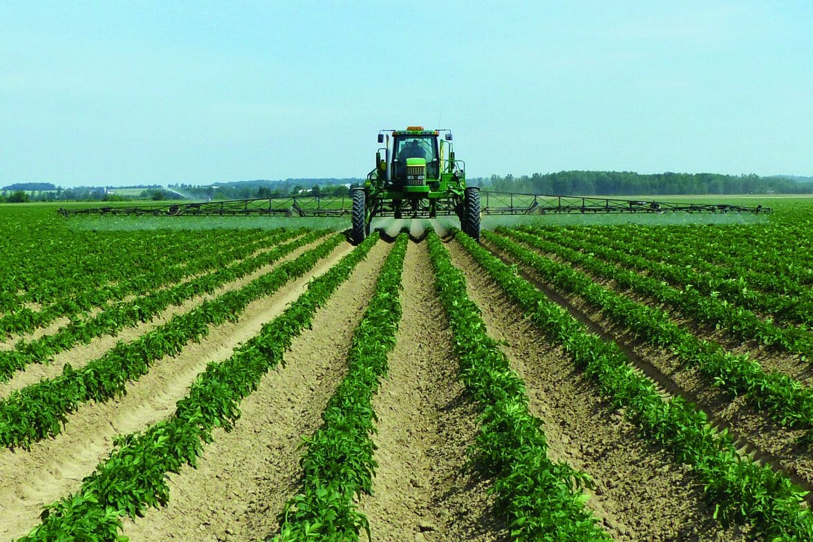 Herbicide timing is key for effective weed control in potatoes