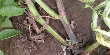 Potato disease researchers fight fire with fire