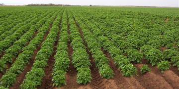 Innovative approach to potato cultivation