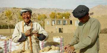 Afghan Bamiyan people turn to potato-growing to make a living