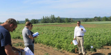 Range of potato experiments underway at Maine Research Farm (Aroostook)