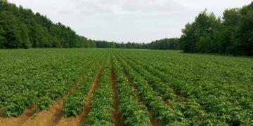 Potato Starch manufacturer Avebe is looking for growth in Germany