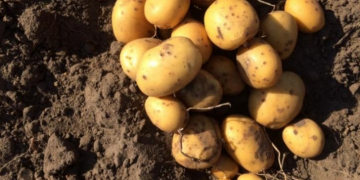 Potato Yield of Organic cultivation in Germany not affected as much as conventional farming by drought and heat
