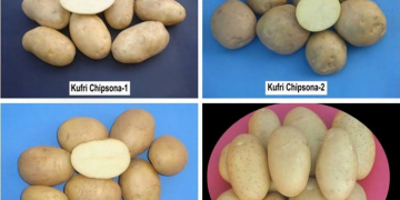 Indian state Odisha testing out cultivation of Chipsona for potato chips production by Pepsico