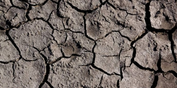 Belgapom and VAVI respond to commotion in potato sector