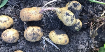 North-western European Potato Growers: harvest down 20 percent at least