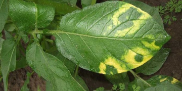 First time detection of Potato Mop-Top Virus (MPTV) in New Zealand