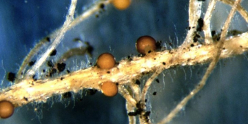 Potato Cyst Nematode (PCN) infested area in Idaho expanded by 87 acres