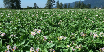United Potato Growers of Canada releases latest crop update