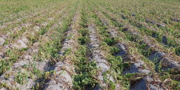 Continuing drought and extreme heat a disaster for the potato harvest and processors
