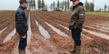 Potato Harvest Prince Edward Island may last till mid November