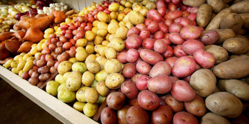 Global market analysis Potato for 2020-2021