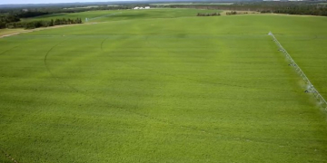 Potato company RD Offutt halts controversial agricultural expansion in Minnesota