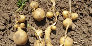 Potato growers propose pan-European approach to resolve contract issues with processors due to extreme weather