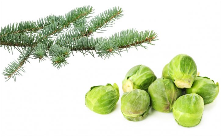 sprouts plus christmastree 1200