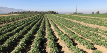 Tanzania, Netherlands sign potato deal