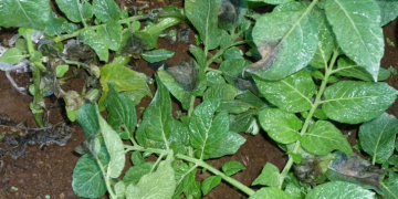 Computer models provide new insights for sustainable control of potato late blight