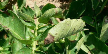 Canada – banding together to stop potato early dying