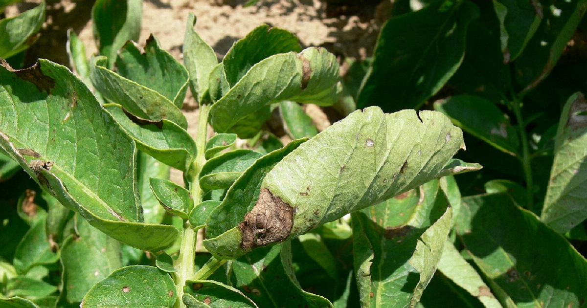 Canada – banding together to stop potato early dying