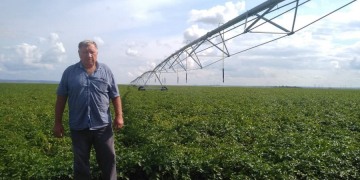 KFH Kichigin strengthens the immunity of potatoes